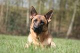 BERGER ALLEMAND 1277
